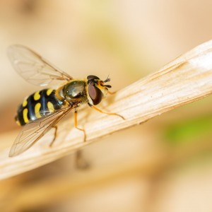 Pestřenka